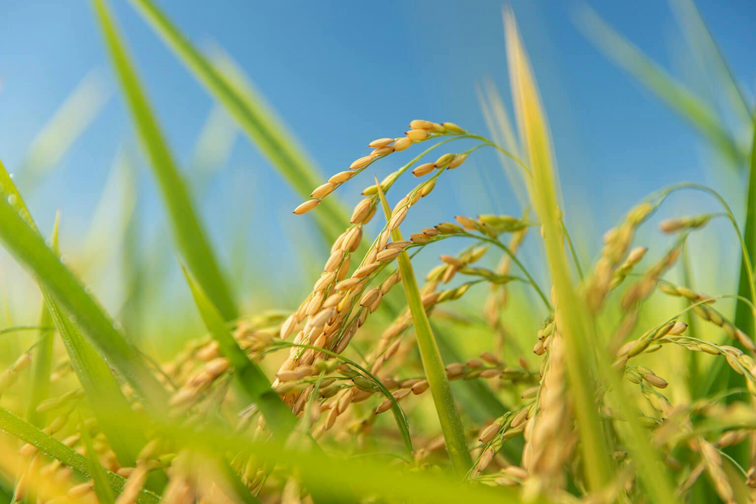 Isbell Farms rice crops