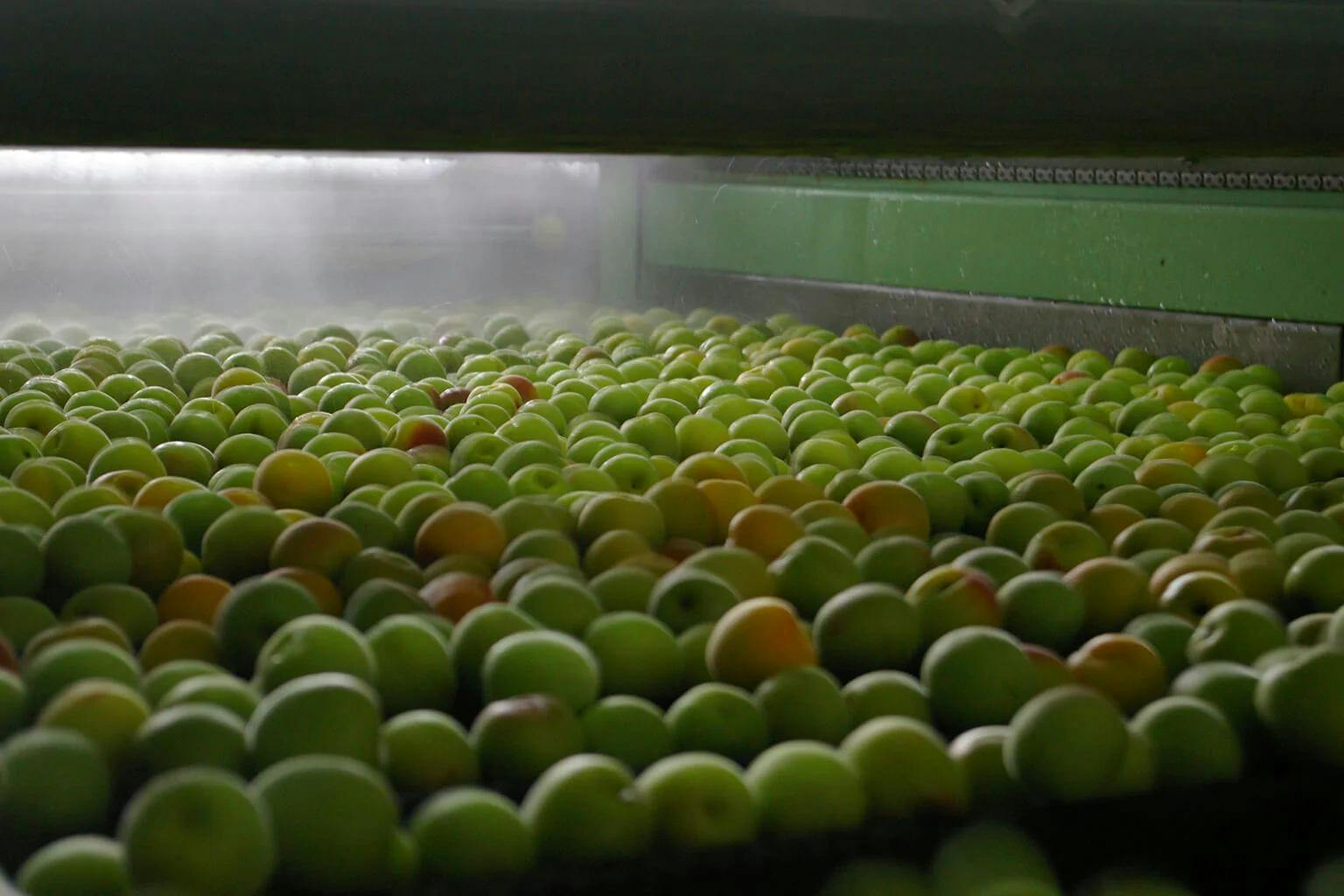 Ripe ume fruit are washed at Choya Umeshu’s brewery before being used in their products.