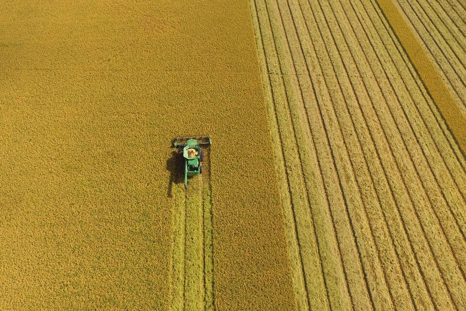 Aerial view of rice harvesting