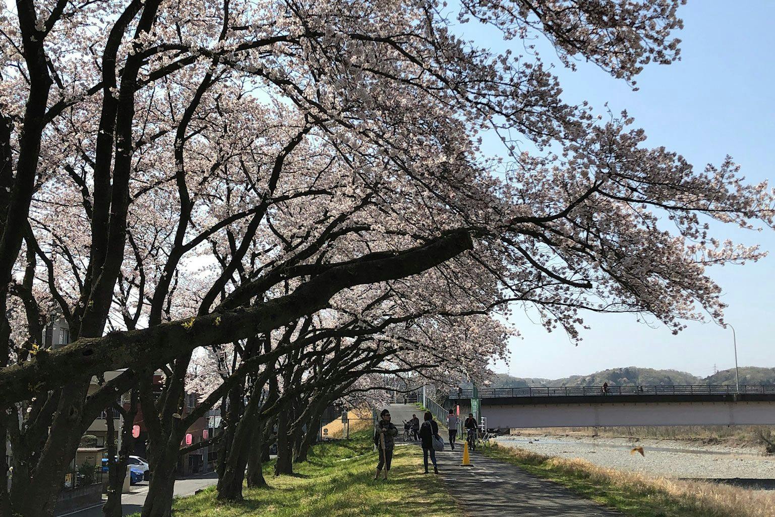 Cherry blossoms alongside the Tama River
