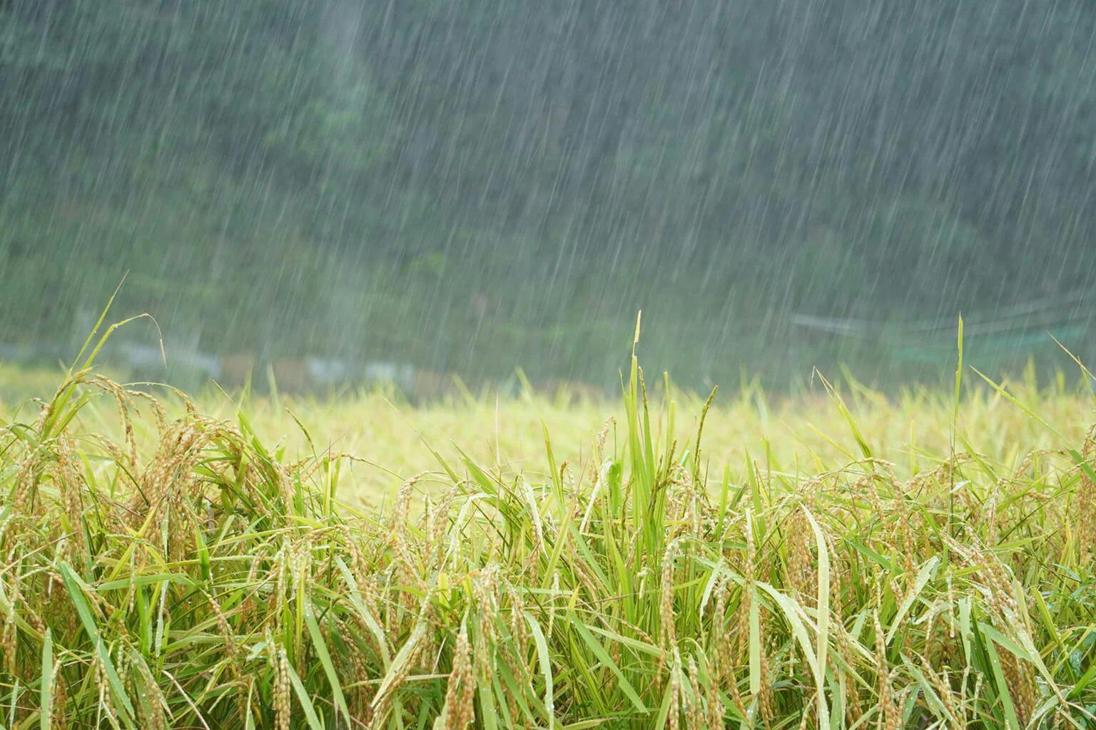 A rainy rice field.
