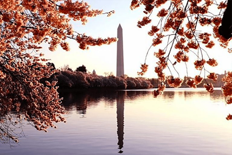 Sakura blooms at Washington Monument
