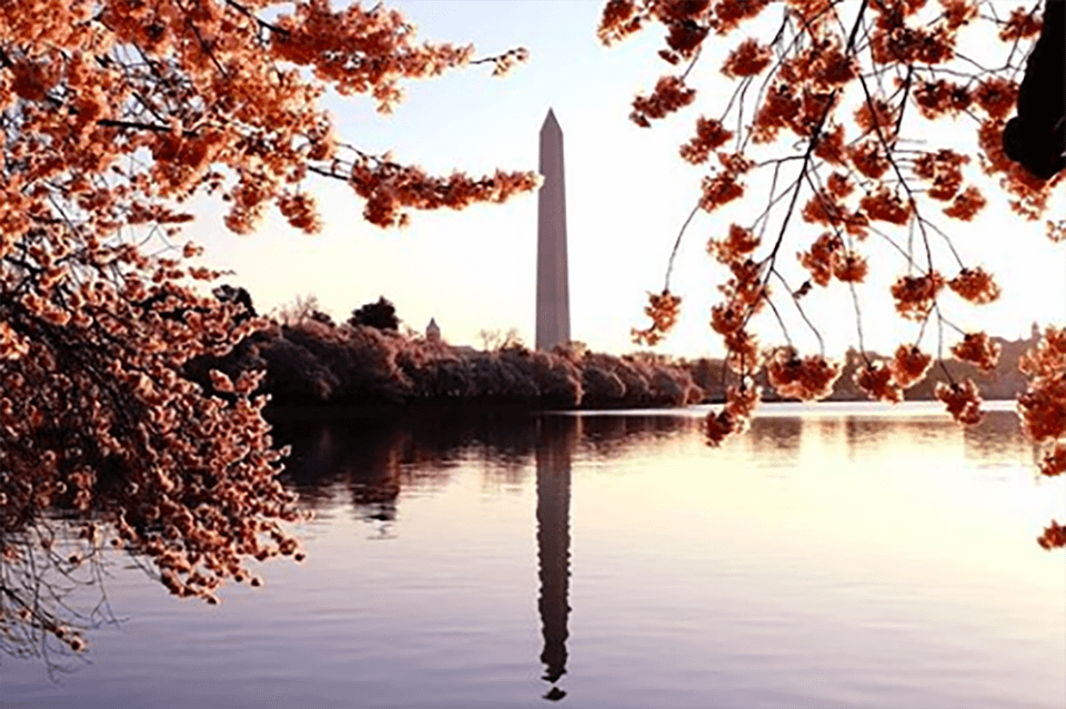 Sakura blooms at Washington Monument