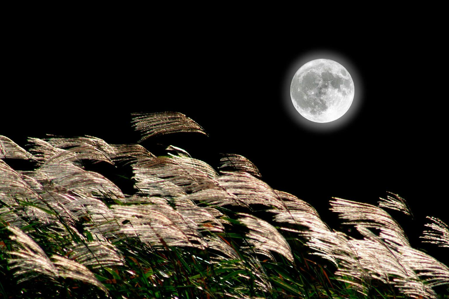 Moon shining over the pampas grass