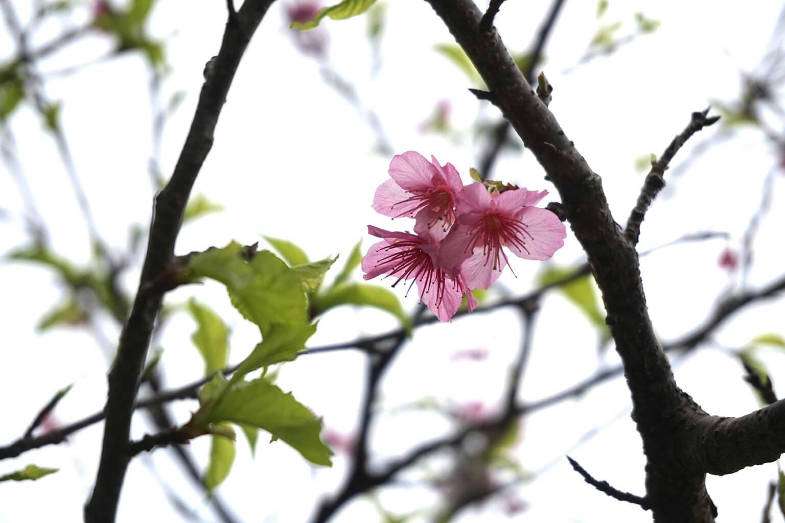 Enchanting Sakura