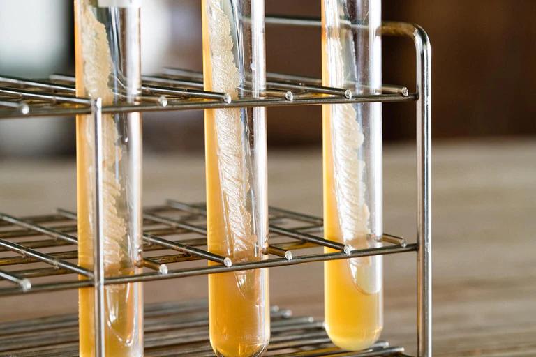 Sake Yeast: Ambient, Cultured, Engineered, Natural, Blended