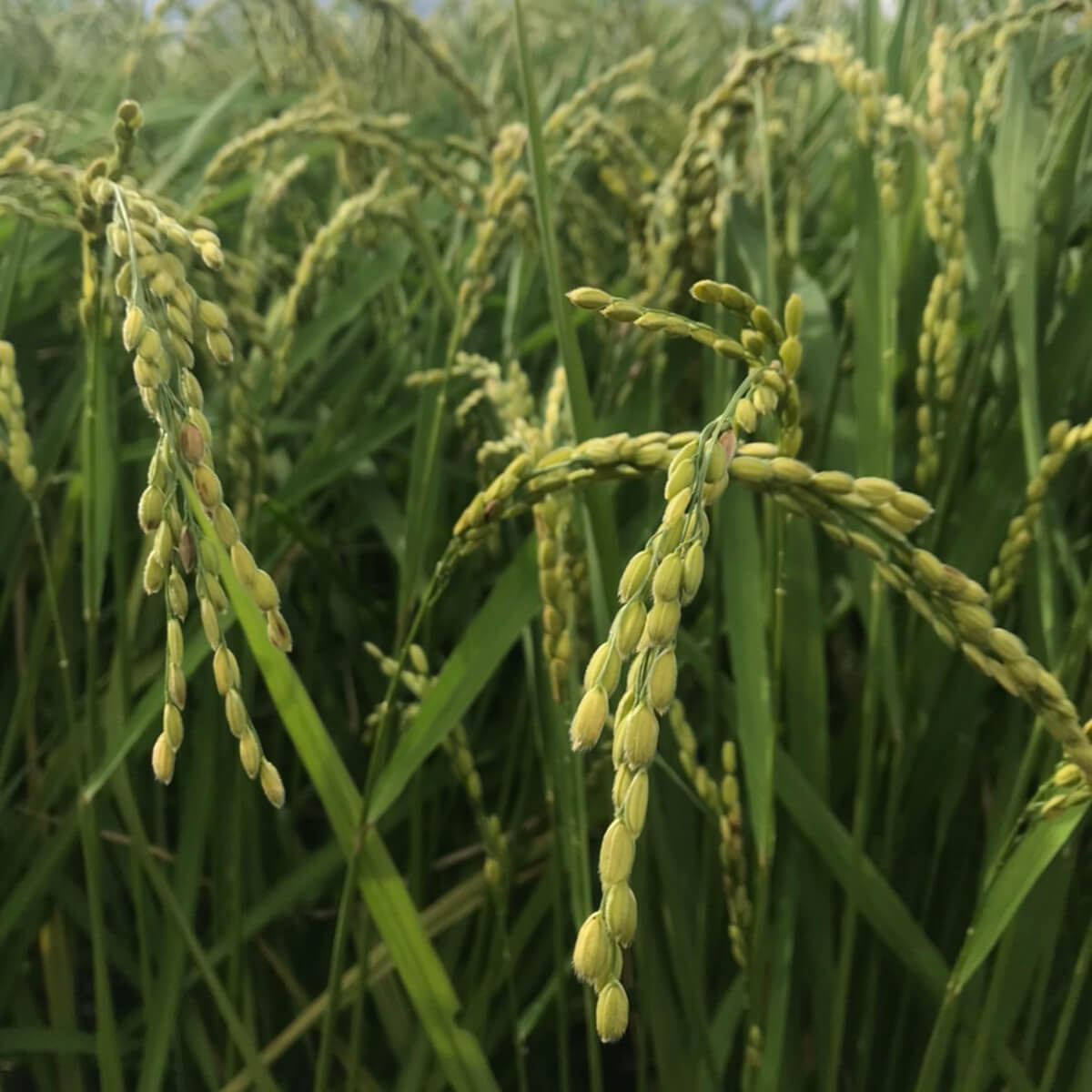 Yumiyamaru Special Limited Nama Set